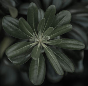 Close-up of flower