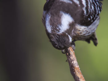 Close-up of bird perching on lake