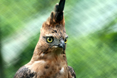 Close-up of a bird