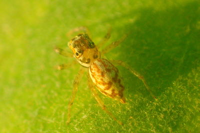 Close-up of insect on grass