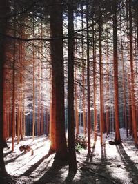 Trees in forest during winter