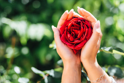 Cropped hand of woman holding rose