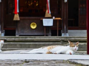 Cat sitting on a building