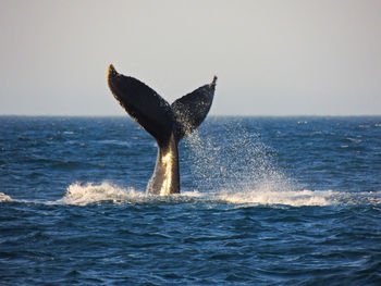 Whale tail against clear sky