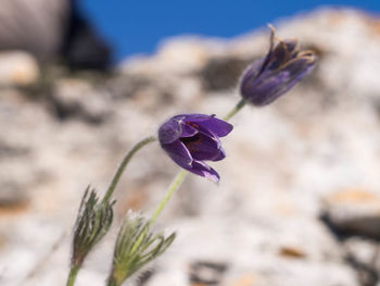 Close-up of purple flower blooming outdoors