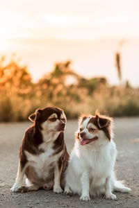 Dogs sitting on a land