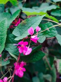 Close-up of pink flowering plant