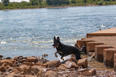 Dog on rock in sea