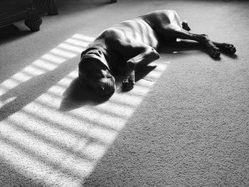 High angle view of dog lying on floor