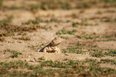 Close-up of lizard on land