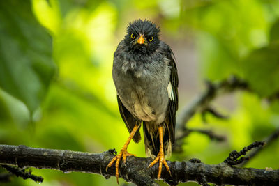 Close-up of bird perching on branch