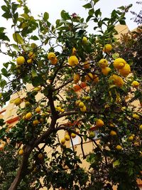 Low angle view of fruits growing on tree