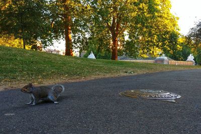 View of a road through a park