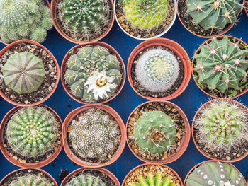 Full frame shot of potted plants