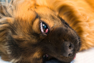 Close-up portrait of a dog