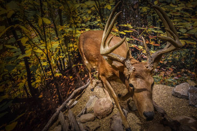 Close-up of elk taxidermy in museum