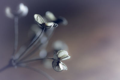 Close-up of plant against blurred background