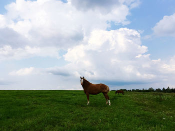 Horse on field against sky