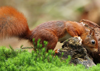 Close-up of squirrel on grass