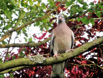 Low angle view of bird perching on tree