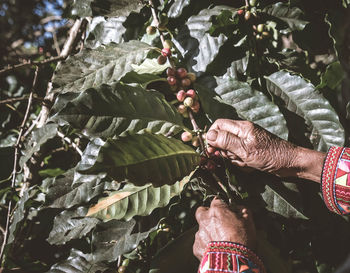 Midsection of person holding leaves on tree