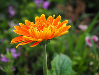 Close-up of orange flower