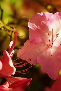 Close-up of pink flower blooming outdoors