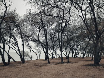 Bare trees on field against sky