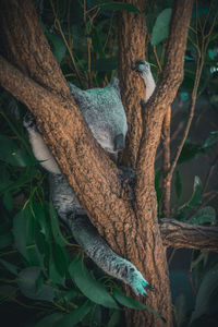 Close-up of lizard on tree trunk