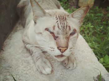 Close-up portrait of cat sitting outdoors