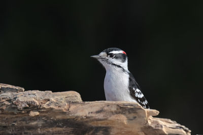 Close-up of bird perching on rock