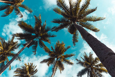 Low angle view of palm trees against sky