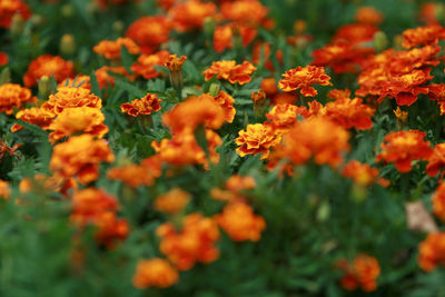 Close-up of orange flowers