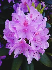 Close-up of flowers