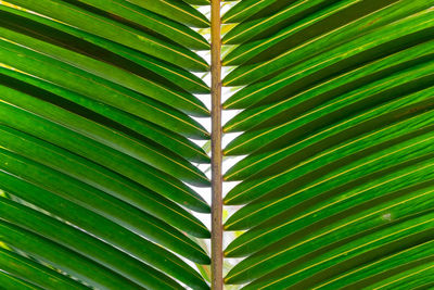 Close-up of palm tree leaves