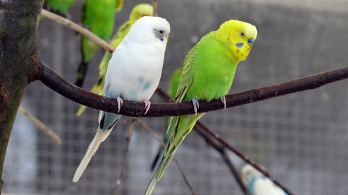 Close-up of parrot perching on tree