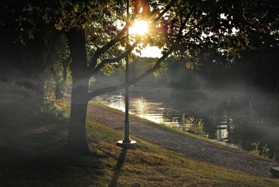 Sun shining through trees