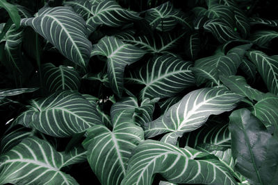 Full frame shot of leaves