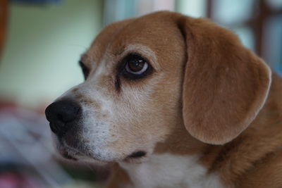 Close-up of dog looking away