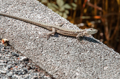 Close-up of lizard on rock