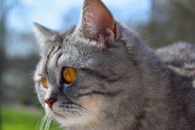 Close-up portrait of a cat