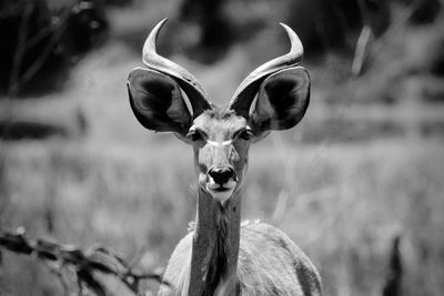 Portrait of antilope 