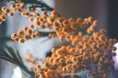 Close-up of orange flower on table