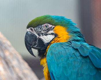 Close-up of a parrot