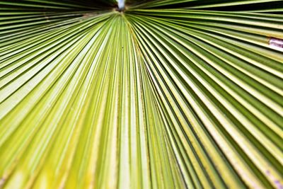 Full frame shot of green leaves