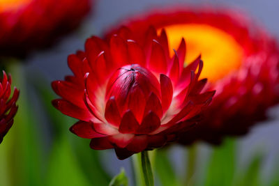 Close-up of red flower