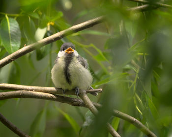 Close-up of bird perching on branch
