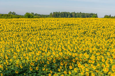 Scenic view of oilseed rape field