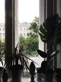 Close-up of potted plant on window sill