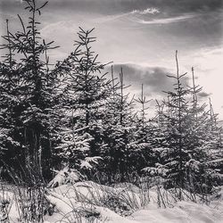 Bare trees on snow field against sky